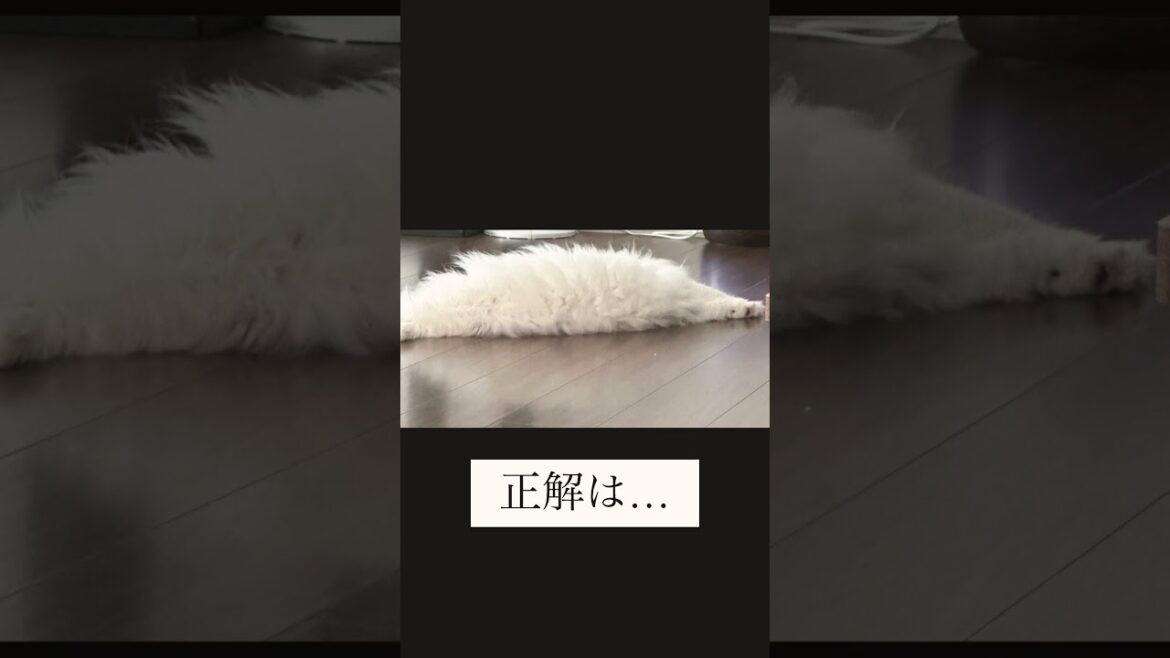 #猫動画 #猫好き #ノルウェージャンフォレストキャット #猫好きさんと繋がりたい #猫 #猫のいる暮らし #ねこのいる暮らし #ねこ #cat