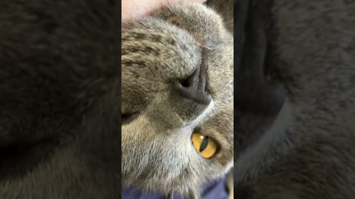 ブリティッシュショートヘアーの鼻 #猫 #catvideos #shorts
