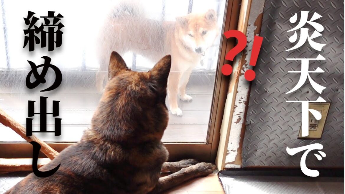 炎天下に柴犬がベランダに締め出し！？心配？する甲斐犬先輩【甲斐犬・柴犬】