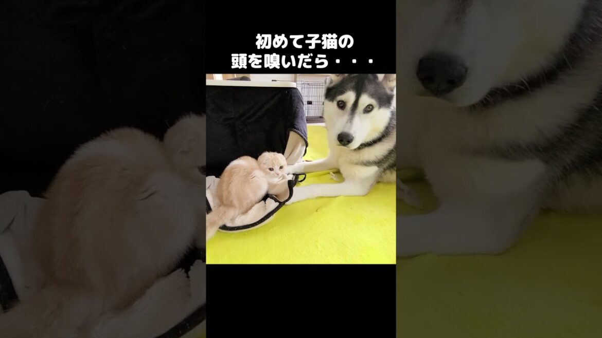 初めて子猫の頭の嗅いだらこうなりました...笑#shorts