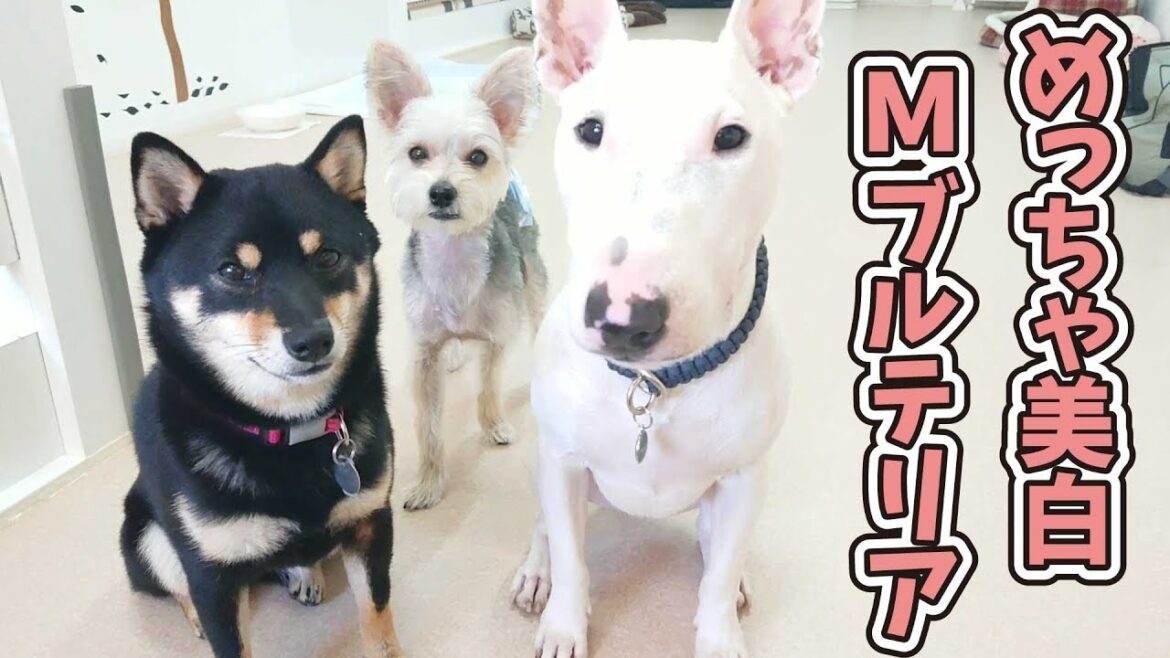 めっちゃ美白なミニチュアブルテリア”てるお” 🐶ひみつきちなう！②🐶 (柴犬 ミックス犬 トイプードル チワワ) 2019年11月5日