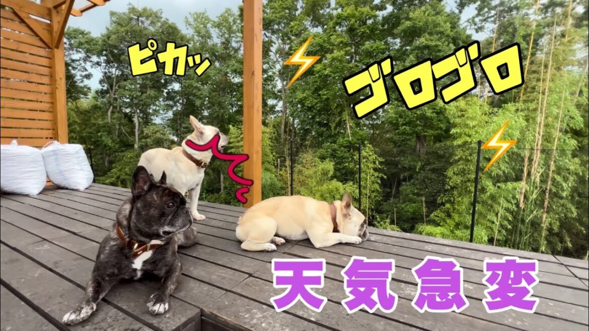 庭にいたら天気急変！突然の雷雨に6兄弟の反応は⁈