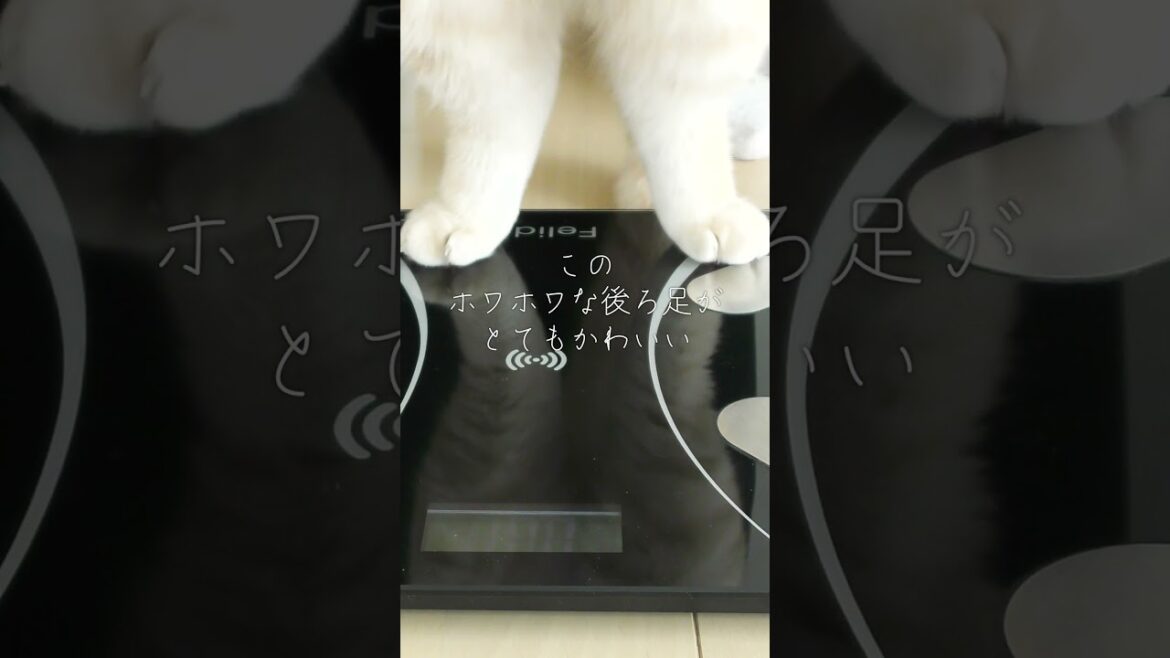 子猫の後ろ足がかわいすぎる【スコティッシュフォールド】#shorts #かわいい #子猫