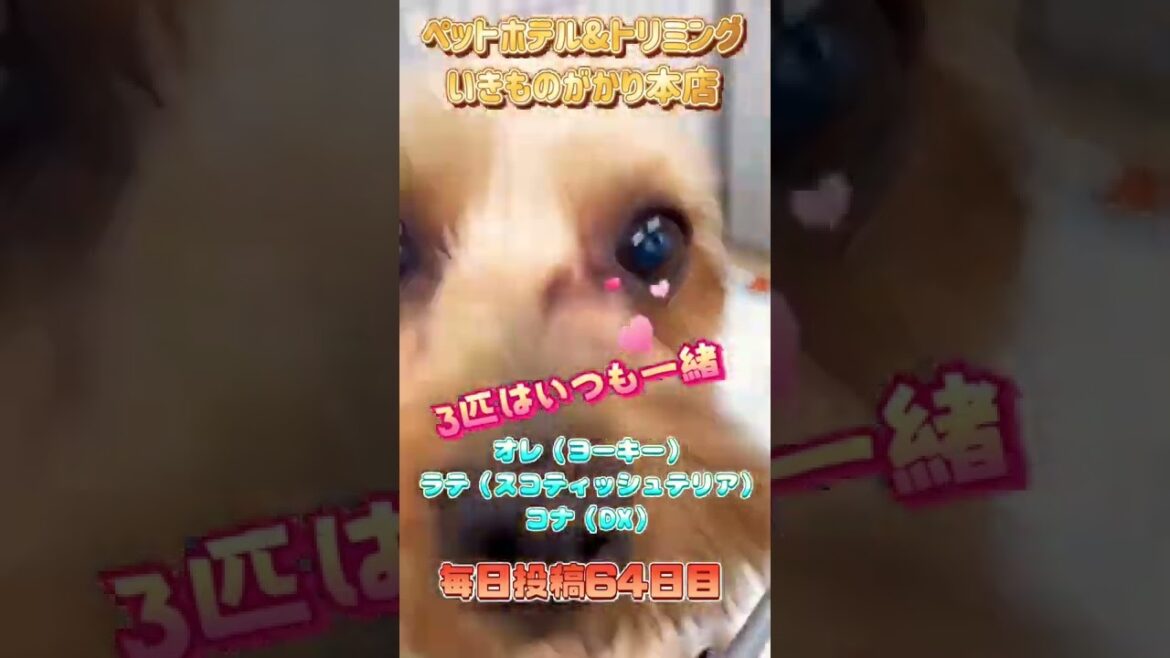 いつも一緒！②オレ（ヨーキー）ラテ（スコティッシュテリア）コナ（DX）【毎日いきものがかり本店　64日目】