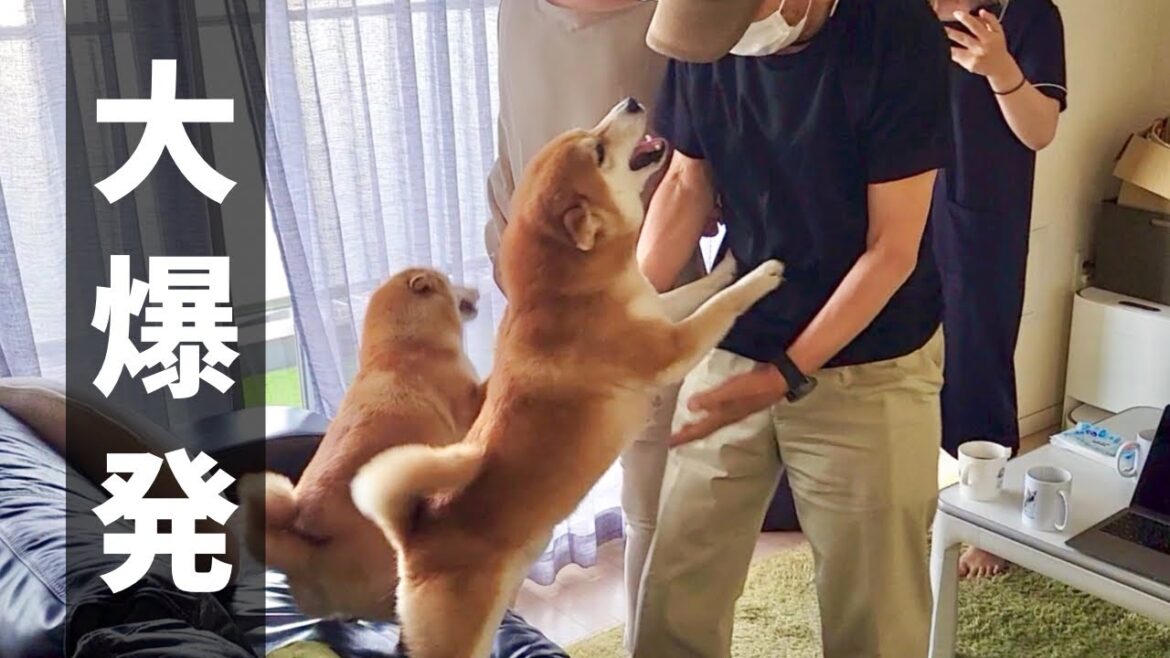 家に居る筈のないじいちゃん、ばあちゃんが居たら喜び爆発な柴犬 家に居る筈のないじいちゃん、ばあちゃんが居たら喜び爆発な柴犬