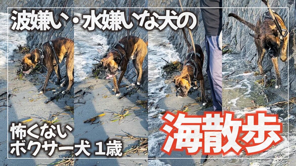 壁によじ登って波から逃げ惑う強面ボクサー犬はこちらです