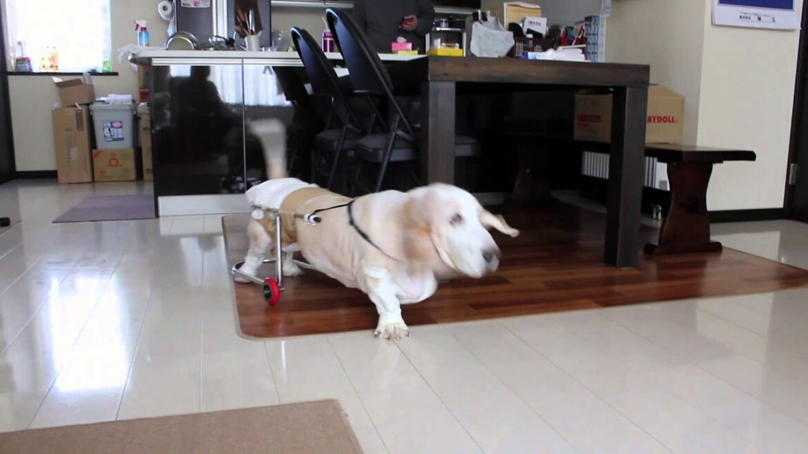 犬用車イス『アルケリーオ』バセットハウンド編【もえれ製作所】