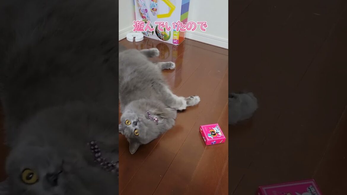 マタタビの代わりにバレリアン【サイベリアン・キキのKIKICHANNEL】#shorts #サイベリアン #猫