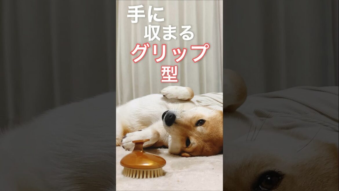新アイテムについて語る柴犬こむぎ
