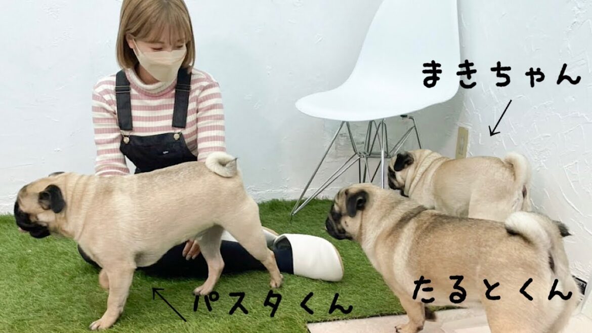 部屋の中にパグがいっぱい😂【#豆腐パスタ さん〜後編〜】