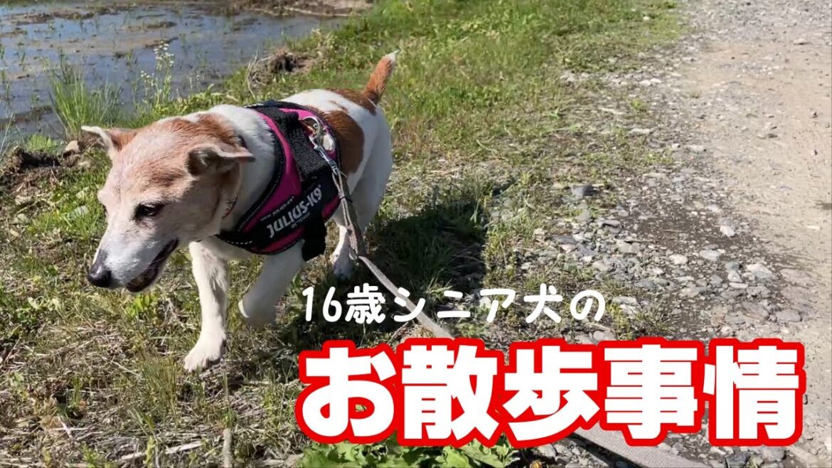 【シニア犬16歳】老犬散歩うちの必需品はコレ！