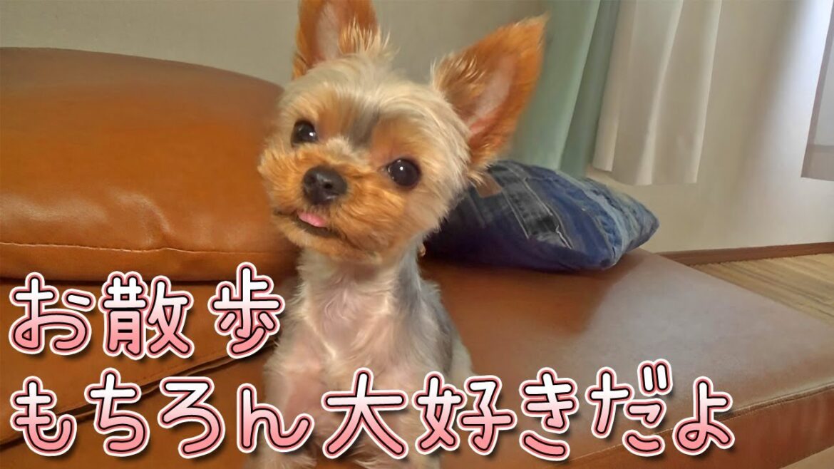【ヨークシャテリア】お散歩は好きだけどリードは慣れないヨークシャテリア【Yorkshire Terrier】