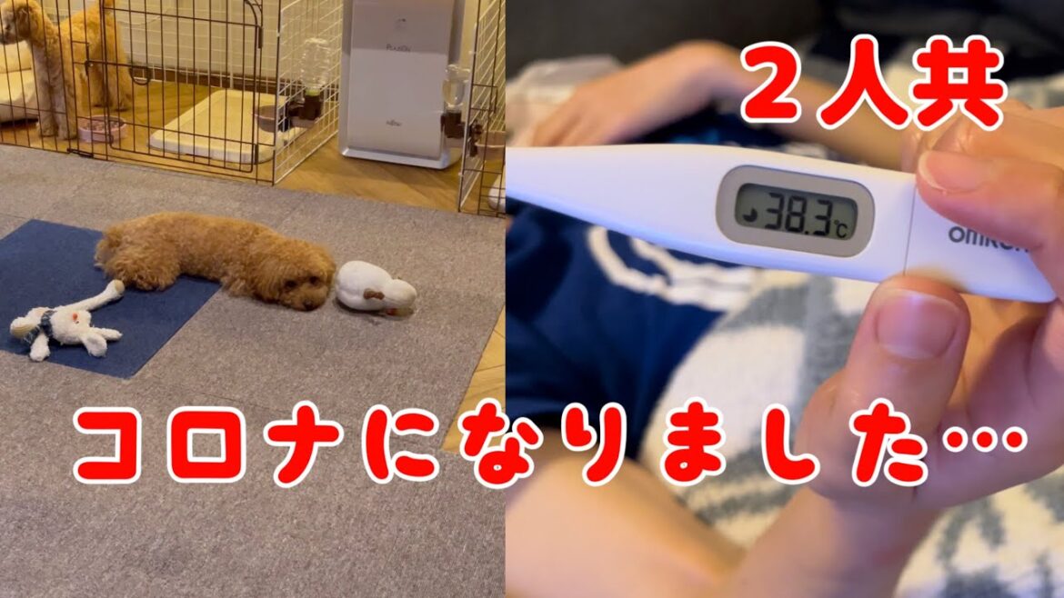 【悲報】２人共新型コロナになったらこうなりました【トイプードル】