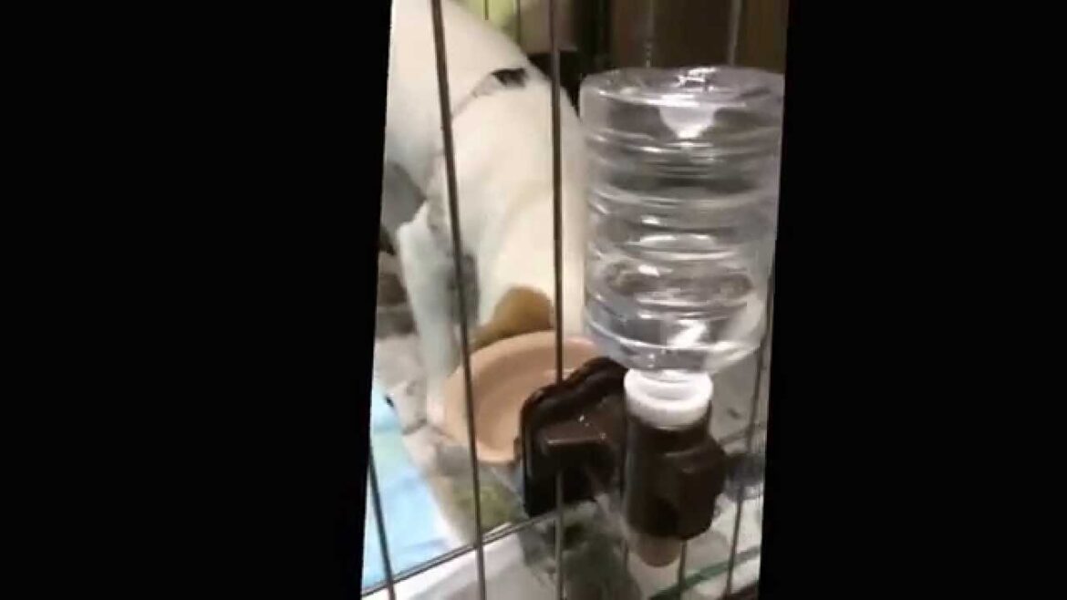 ジャックラッセルテリア