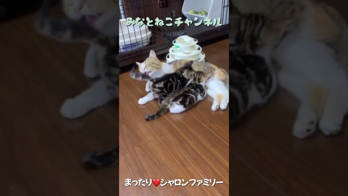まったりシャロンファミリー💛保護猫💛