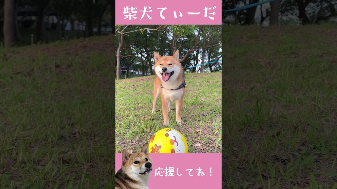 どうしてもボールに反応してしまう柴犬てぃーだ