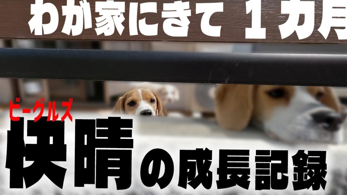生後３か月のビーグルの子犬はどれだけ成長しているか？