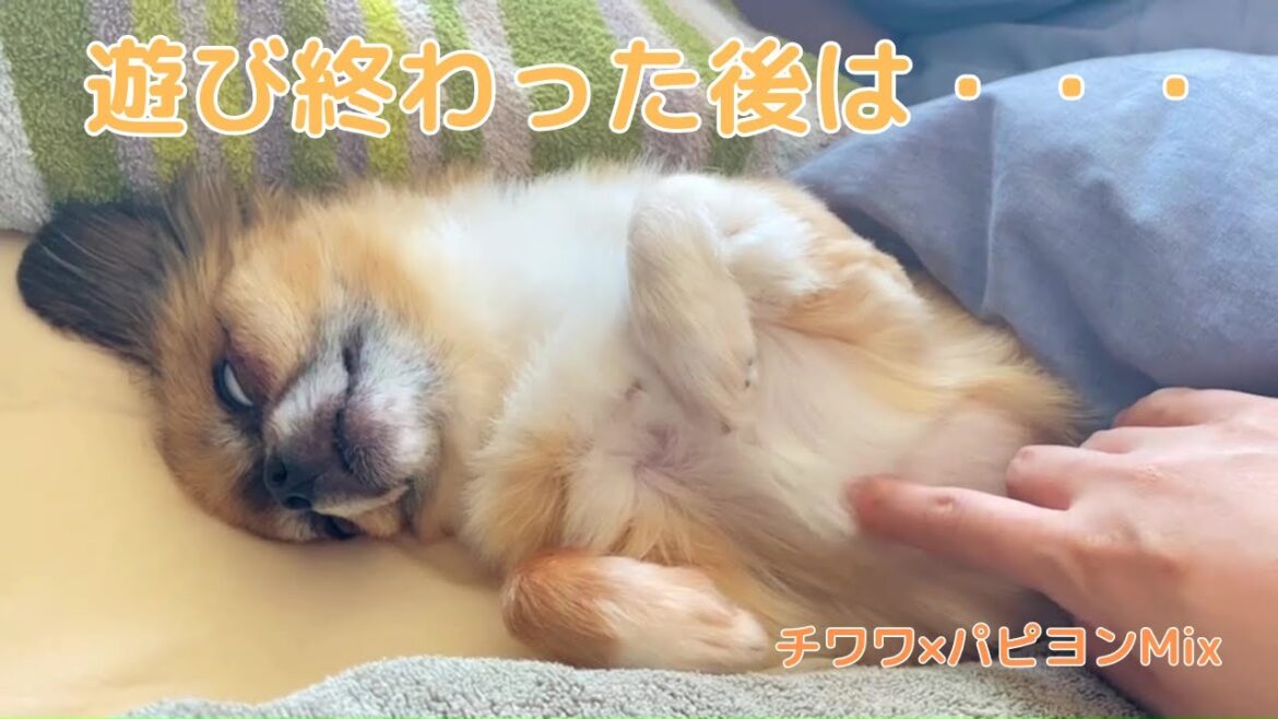 【チワワ×パピヨンMix】いつものボブさん