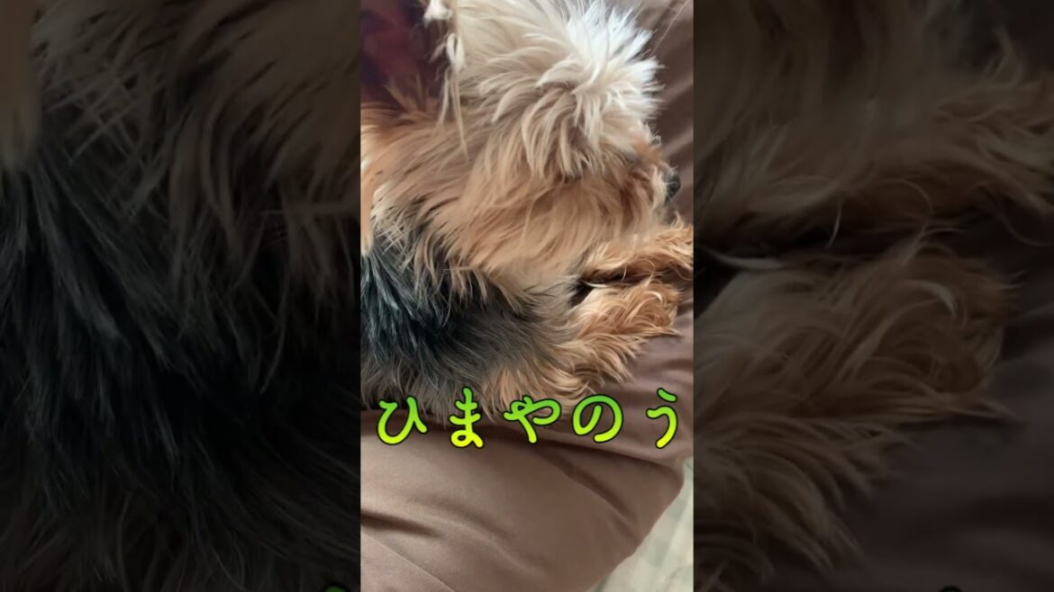 ひまをもてあまし遠吠えするヨーキー 【#shorts 】