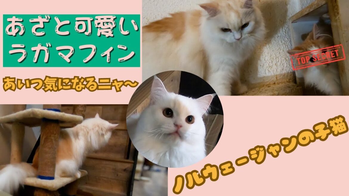 あざと可愛いラガマフィンのスタッフ猫　遊びたいのに気になるあの子（保護猫カフェ猫の木）十三駅 cute yet cunningI'm curious about the ragamuffin cat