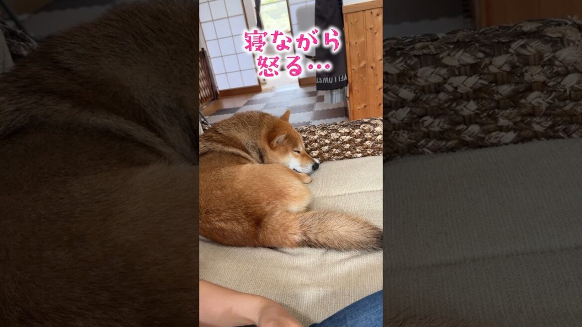 寝ながらキレる柴犬てぃーだ #柴犬 #柴犬てぃーだ #かわいい