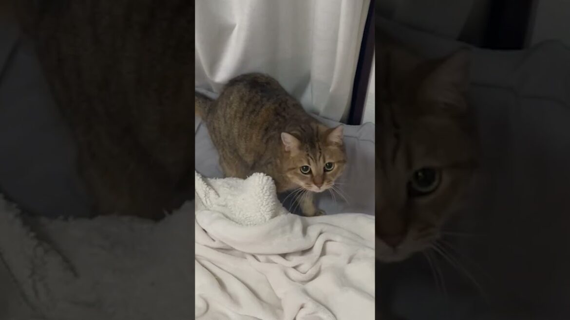 かくれんぼの才能が皆無な猫がかわいい… #shorts かくれんぼの才能が皆無な猫がかわいい… #shorts