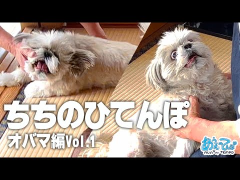 【シーズーVlog】ちちのひてんぽvol.1【犬と田舎へ帰ろう】 【シーズーVlog】ちちのひてんぽvol.1【犬と田舎へ帰ろう】