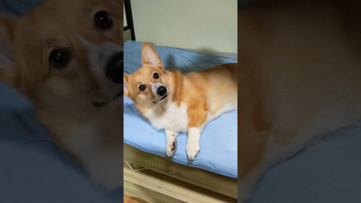 覚えたてのゴロンをするコーギー #おやつ待ち