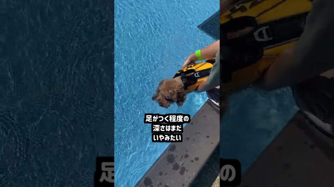 【デカプー】暑すぎたから愛犬とプール行ってきたよ
