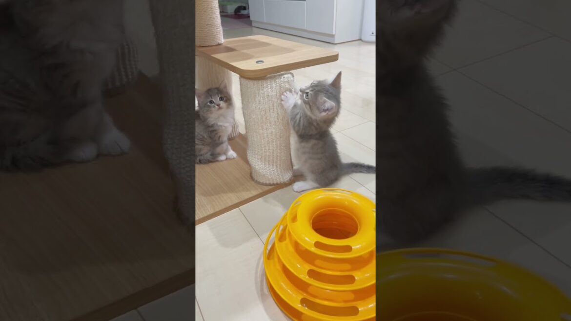 爪とぎできるにゃん🩷  #マンチカン #子猫 #ブリーダー直販 #猫 #猫のいる暮らし #ミヌエット #子猫販売 #ラパーマ #スクーカム #猫動画 爪とぎできるにゃん🩷  #マンチカン #子猫 #ブリーダー直販 #猫 #猫のいる暮らし #ミヌエット #子猫販売 #ラパーマ #スクーカム #猫動画