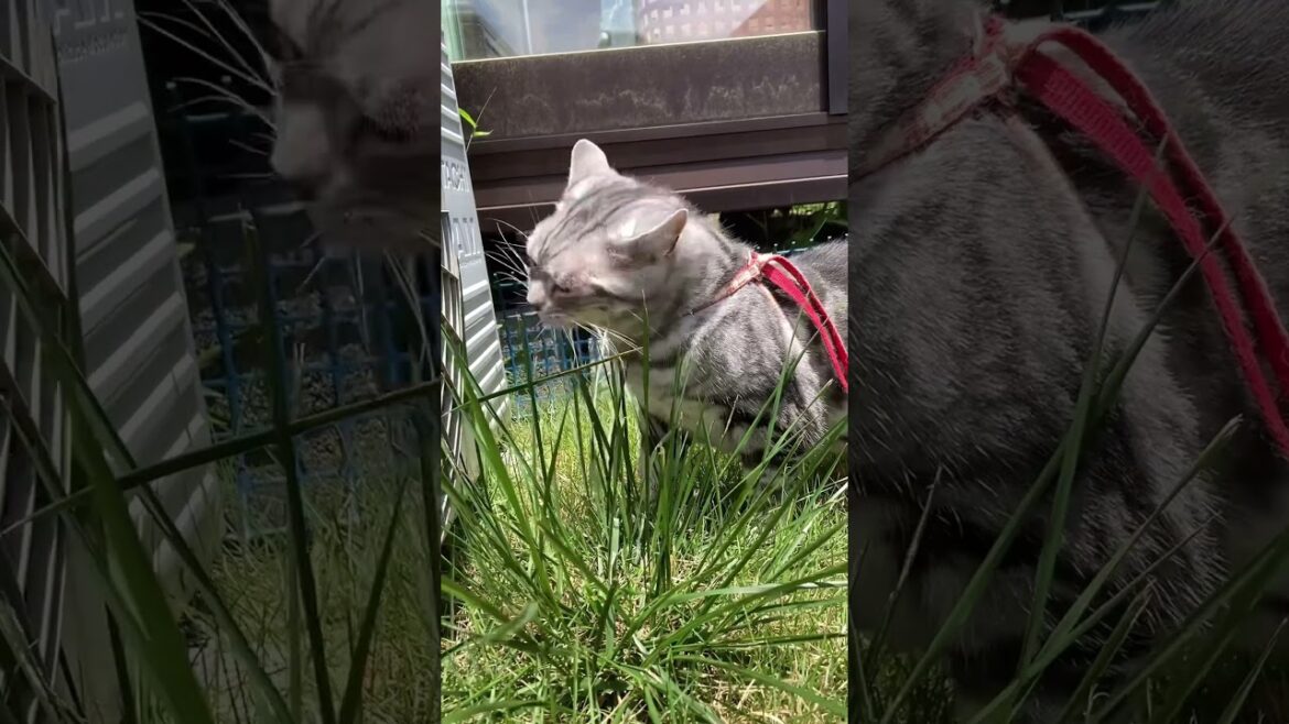 出発 散歩 ねこ アメリカンショートヘアー お出掛け cat たろう 出発 散歩 ねこ アメリカンショートヘアー お出掛け cat たろう