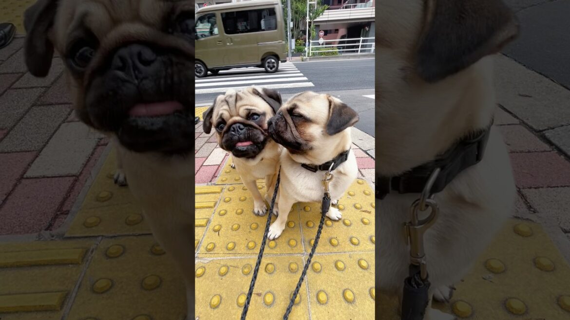 [パグ]Kiss💋 #shorts