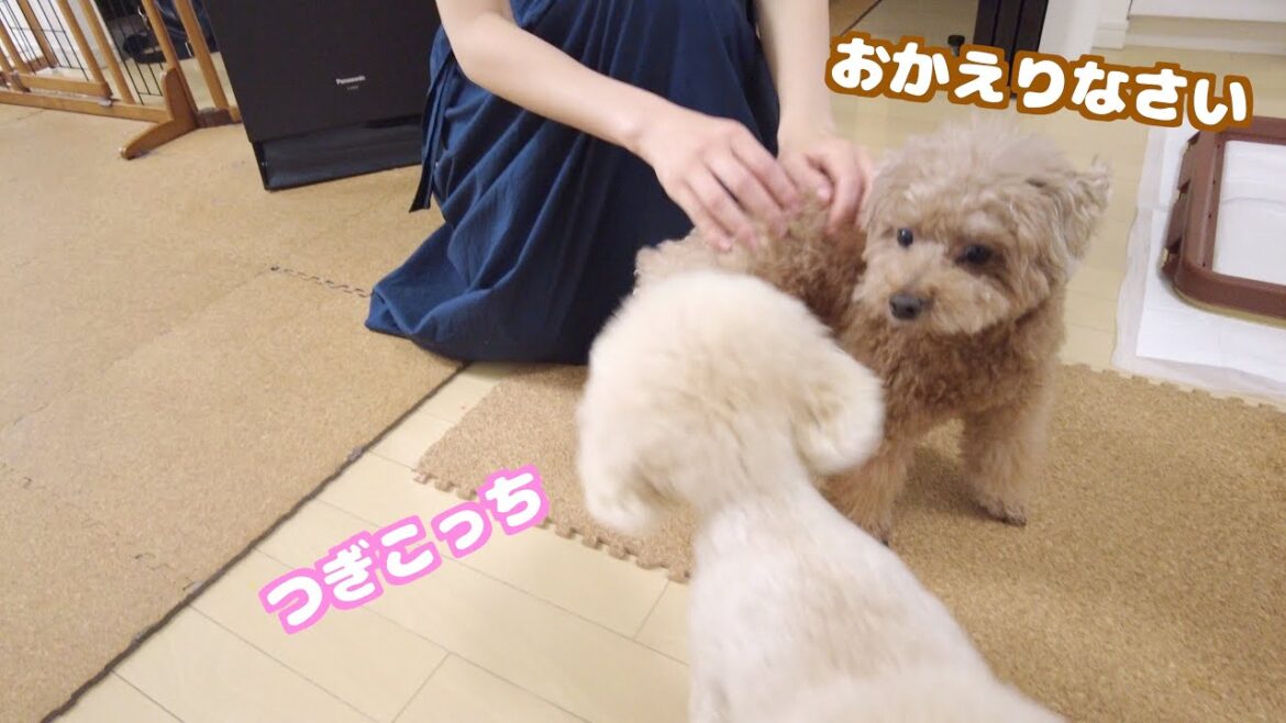 別々に出たパパママが同時に帰ってきたら愛犬が平等に神対応してくれた