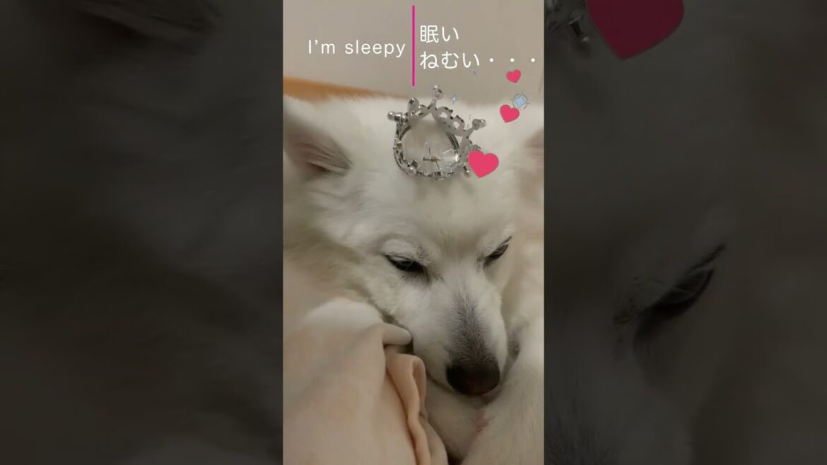 日本スピッツの雪ちゃん、姫になる Zzz…  #shorts, #japanesespitz, #ショート