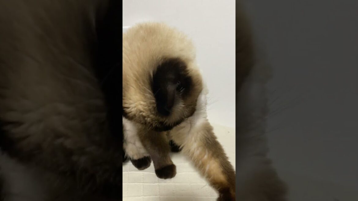 【2023.04.24】今日のシャム猫のふくさん（音無し）【たぬき猫】 #Shorts