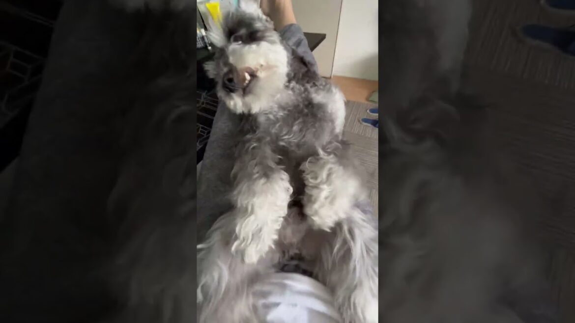 まるでリズムに乗って踊ってるような犬。ミニチュアシュナウザーひじき