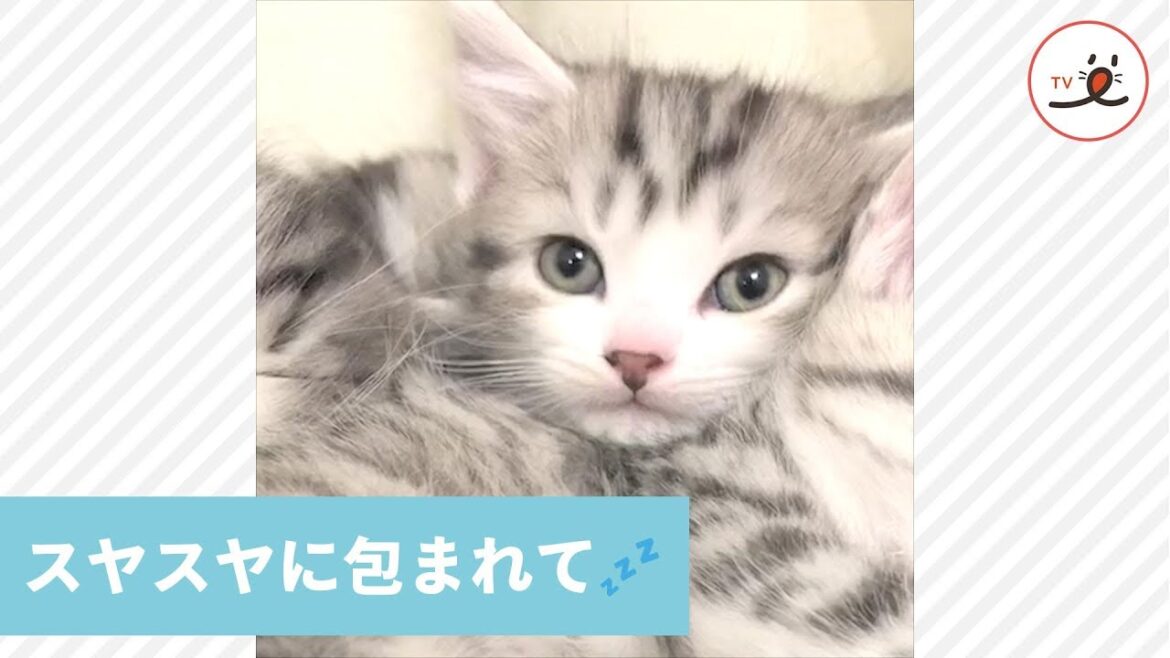みんな寝ちゃった💤 ぼくも一緒に眠るニャン😼⭐️【PECO TV】