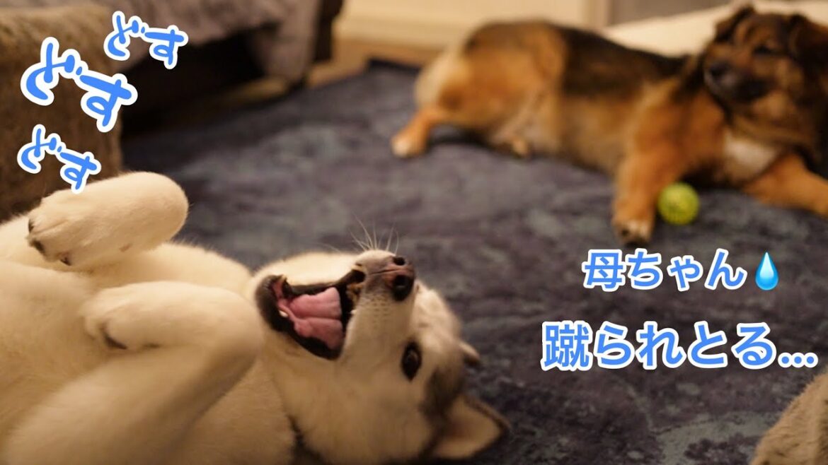 シベリアンハスキーの蹴り連打!! をくらう飼い主