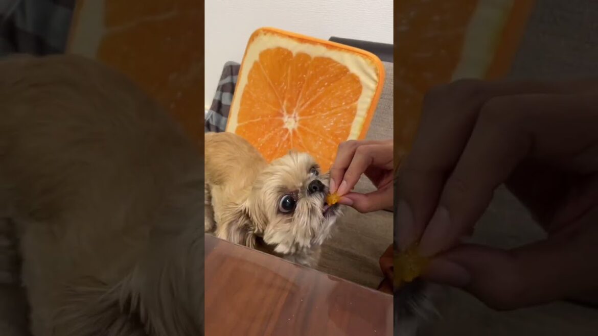 みかん大好き！まん丸お目目の犬 チワワ×シーズー #shorts