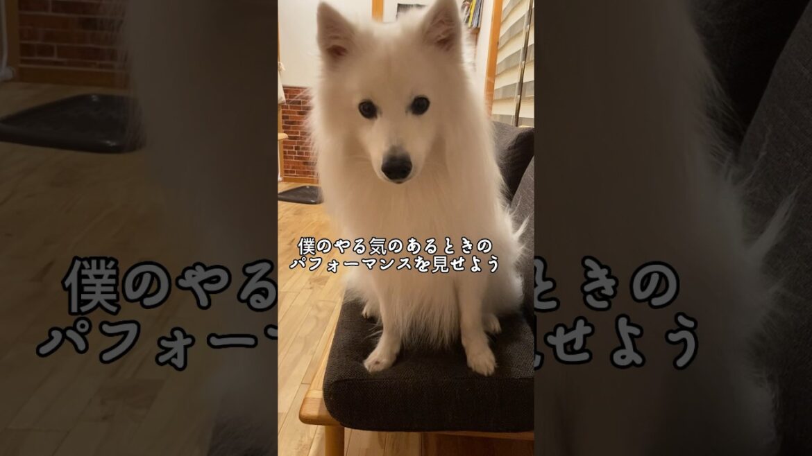 秒速でおてを繰り出すスピッツ犬#japanesespitz #日本スピッツ #shorts
