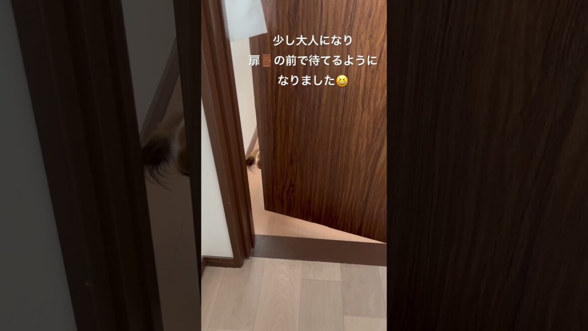 トイレ待ちのパピヨン？！🐶