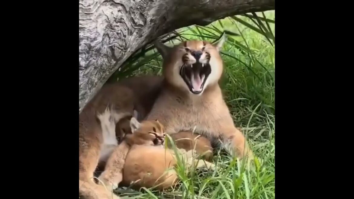 Yaahhh Funny Havana😄Cat videos #Shorts #cats #pussycat#kitten #shorts#funny#animals #tiktok