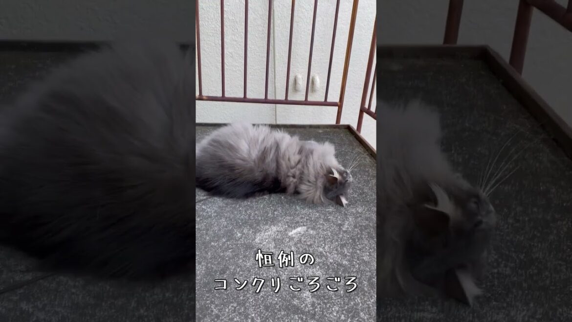 サイベリアン猫日記【2023.04.27】1歳10ヶ月 #siberiancat