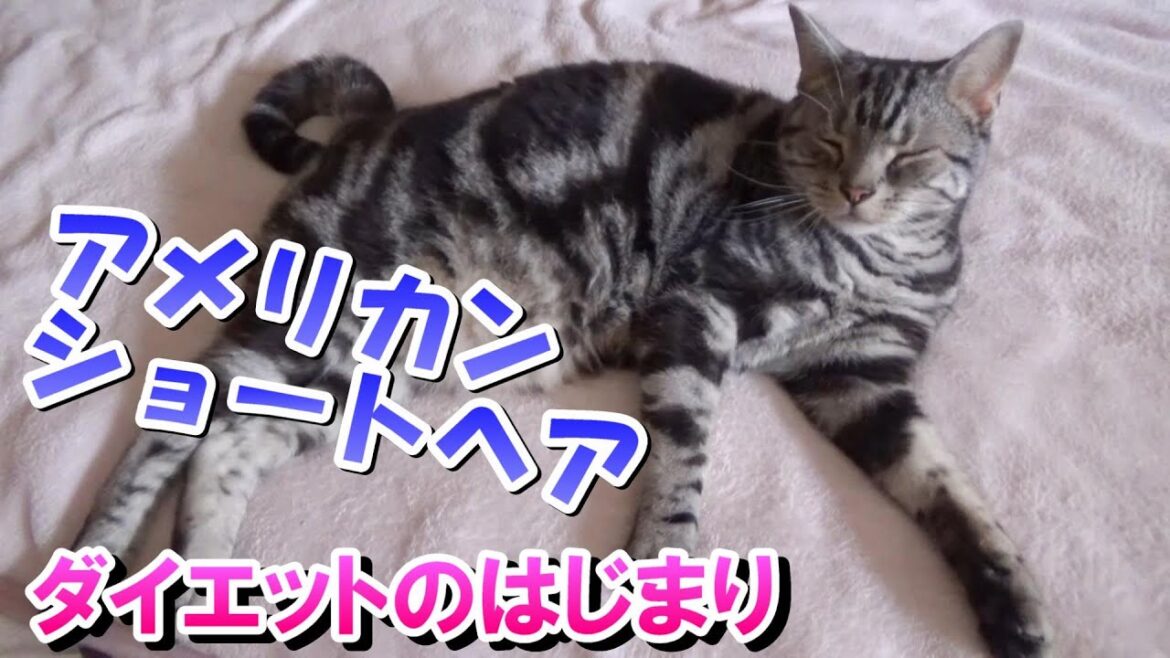 ダイエットと夏のはじまり（アメリカンショートヘア）