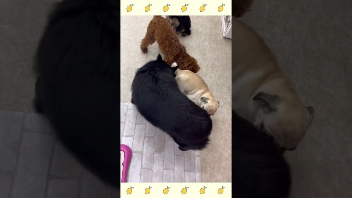 犬のようちえん・ほいくえん・お泊りトレーニング・スキッパーキ#犬のしつけ#shorts