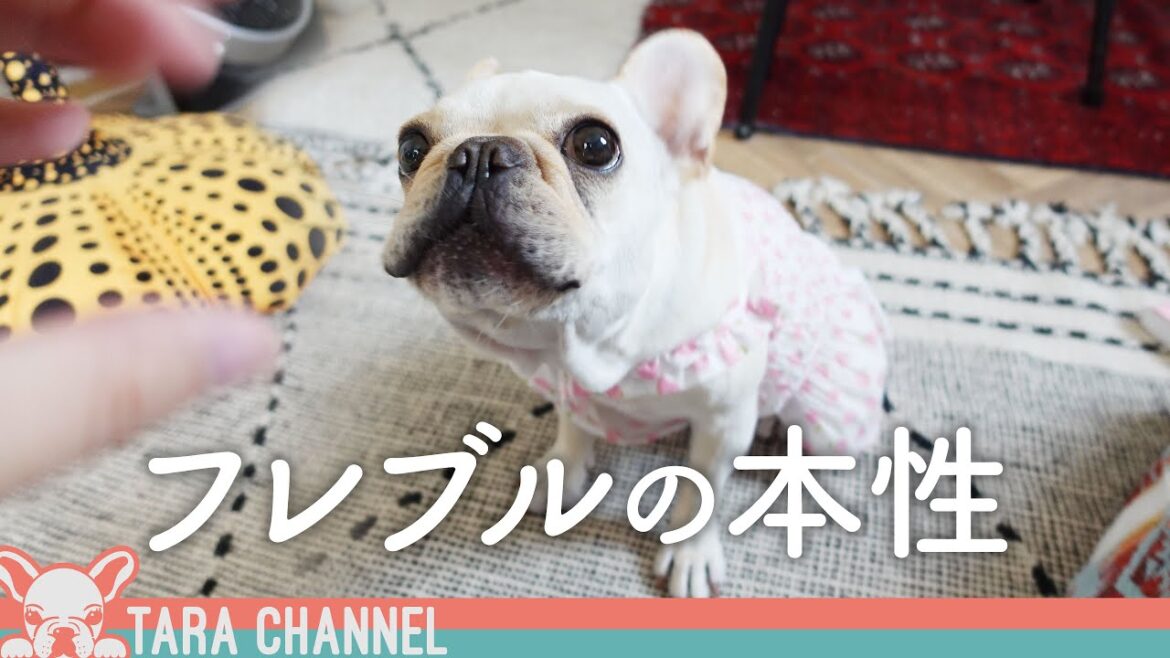 【フレブルの本性】興奮状態のフレブルは手に負えません