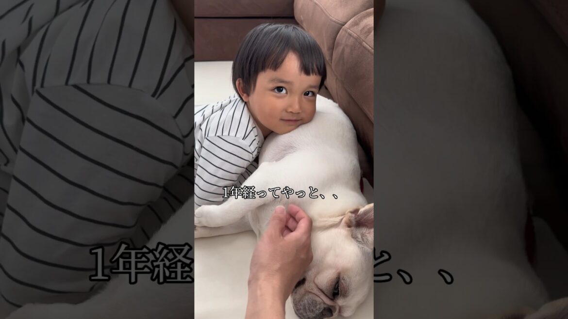 家族になれて良かった #shorts #保護犬