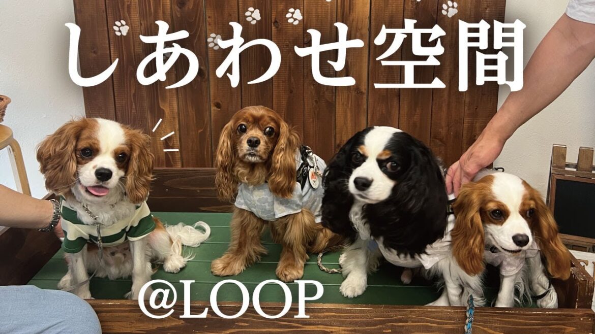 【キャバリアの聖地】雑貨屋LOOPさん＆小江戸川越をパトロール