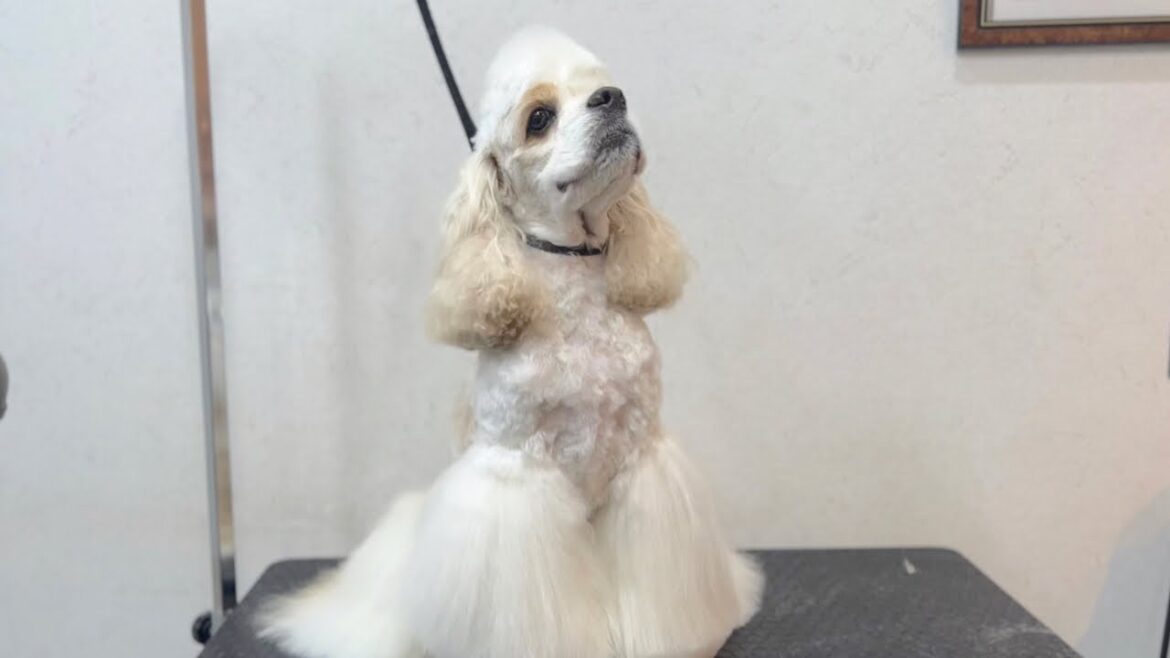 ゆったりトリミングを受けてくれるアメリカンコッカースパニエル✂︎（ロビンくん）