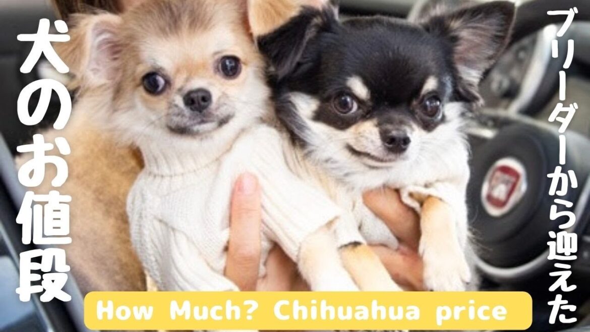【お金のこと】ブリーダーさんからお迎えした犬のお値段発表します！